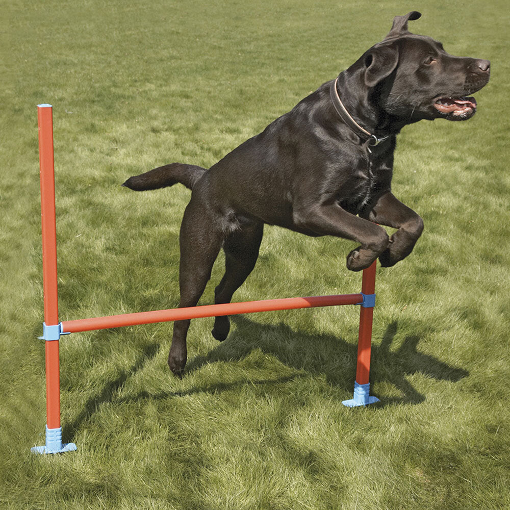 2491-rosewood-dog-agility-hurdle