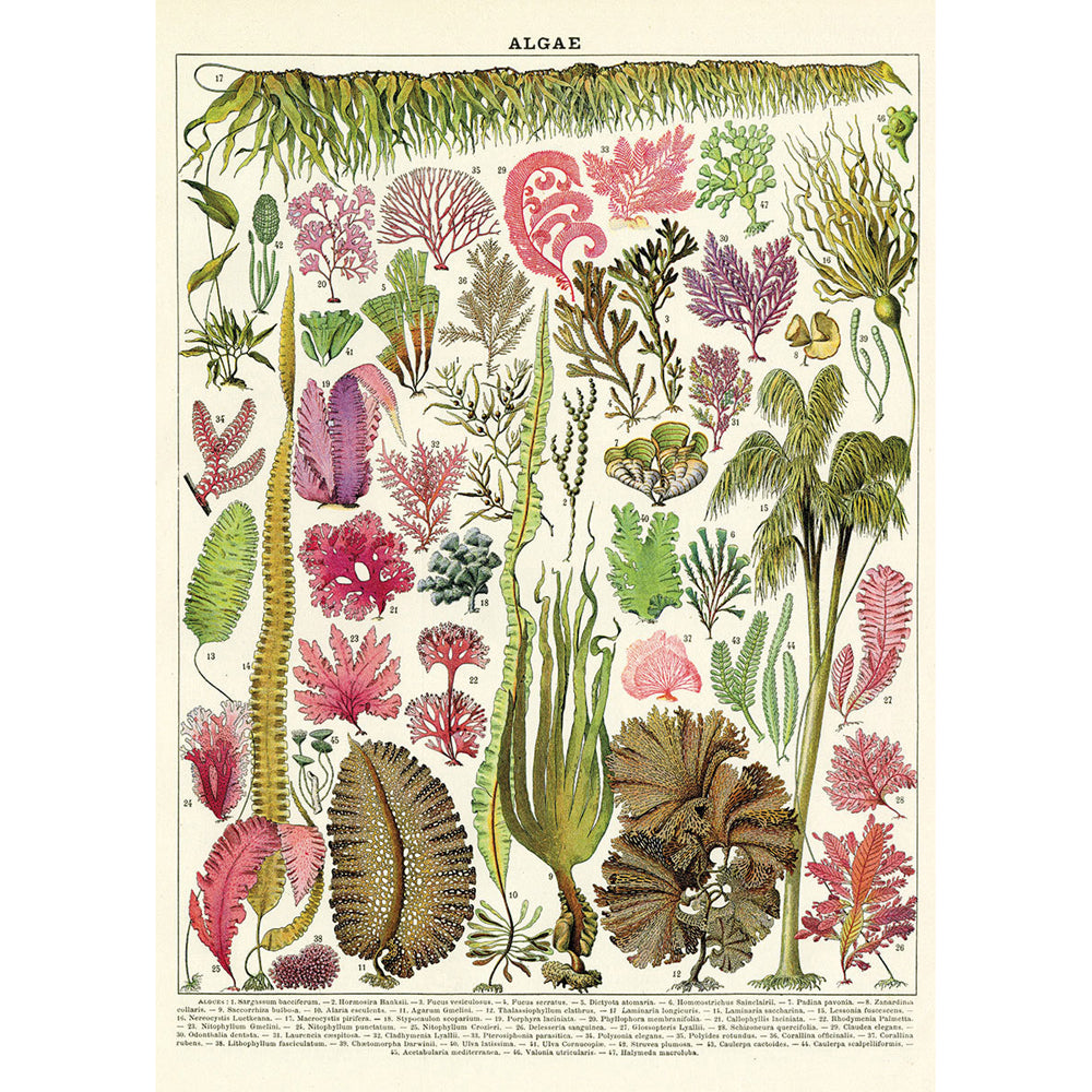 3PK Cavallini Paper Poster Prints/Gift Wrap 50x70cm - Algae