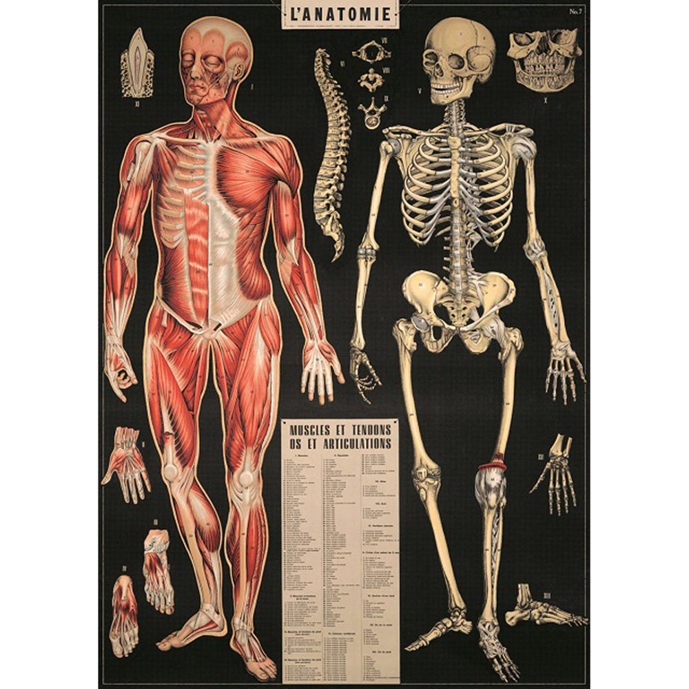 3PK Cavallini Paper Poster Prints/Gift Wrap 50x70cm - L'Anatomie