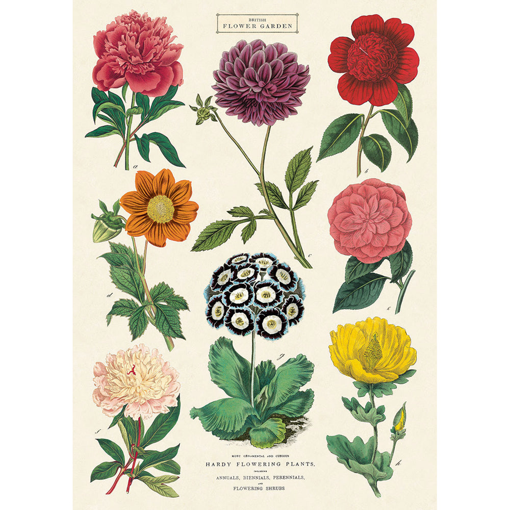 3PK Cavallini Paper Poster Prints/Gift Wrap 50x70cm - Botanica 2