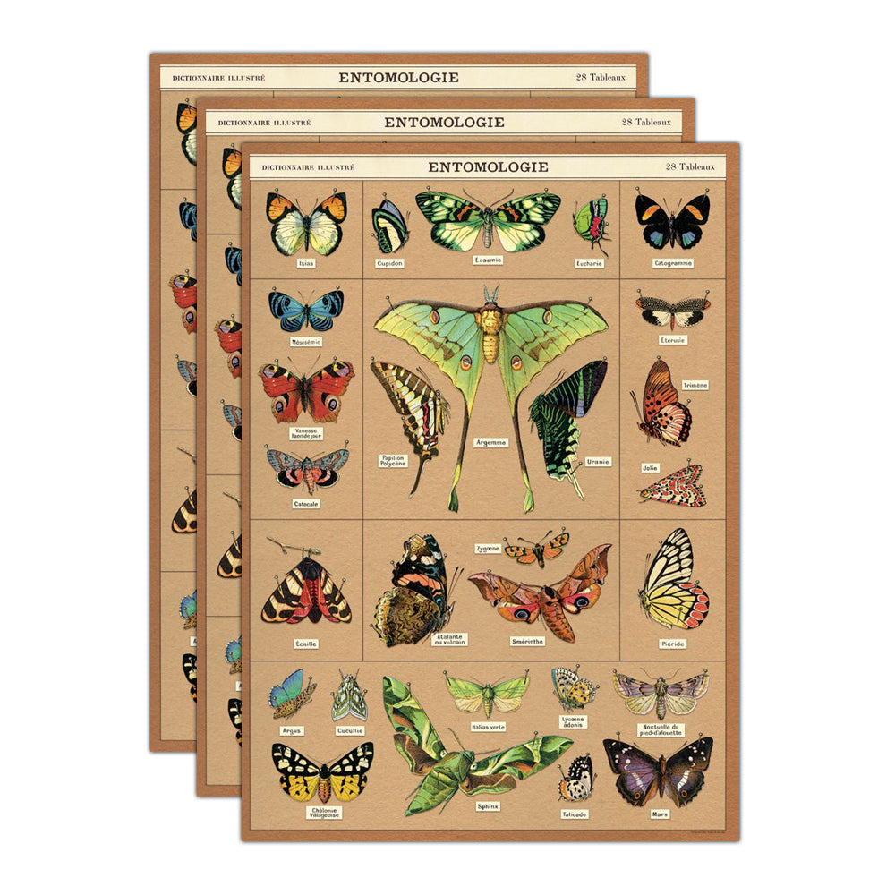 3PK Cavallini Paper Poster Prints/Gift Wrap 50x70cm - Entomologie