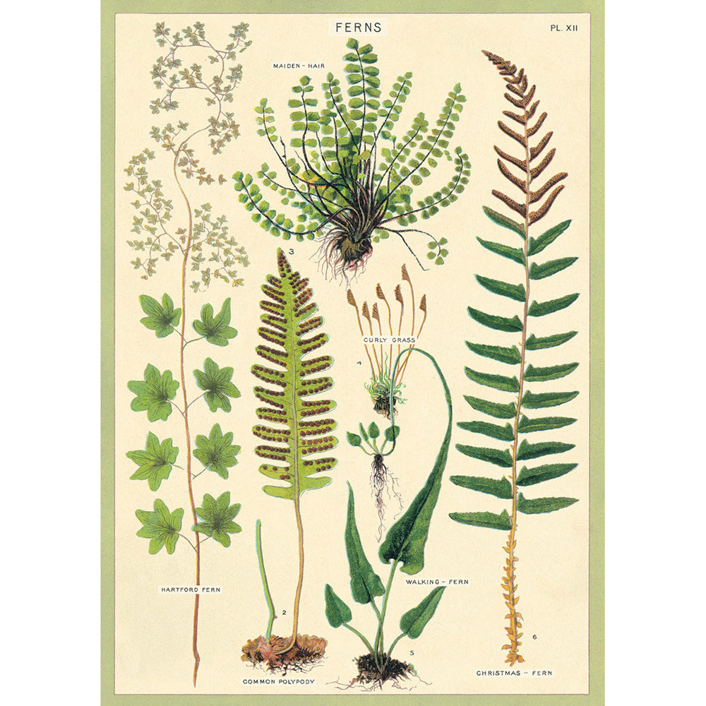 6PK Cavallini Paper Poster Prints/Gift Wrap 50x70cm - Ferns