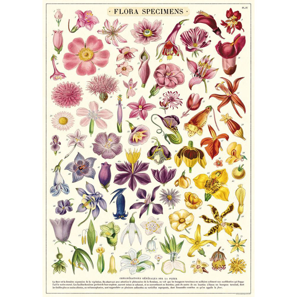 3PK Cavallini Paper Poster Prints/Gift Wrap 50x70cm - Flora Specimens