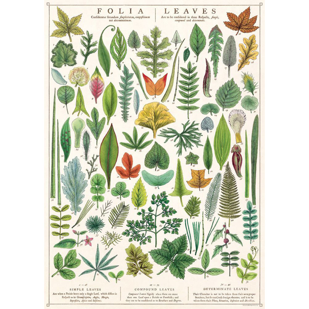 3PK Cavallini Paper Poster Prints/Gift Wrap 50x70cm - Folia Leaves
