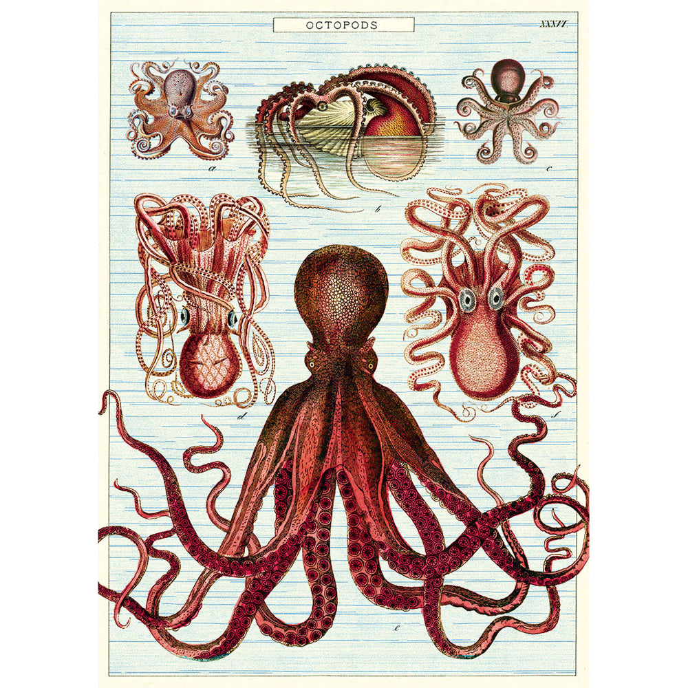3PK Cavallini Paper Poster Prints/Gift Wrap 50x70cm - Octopods