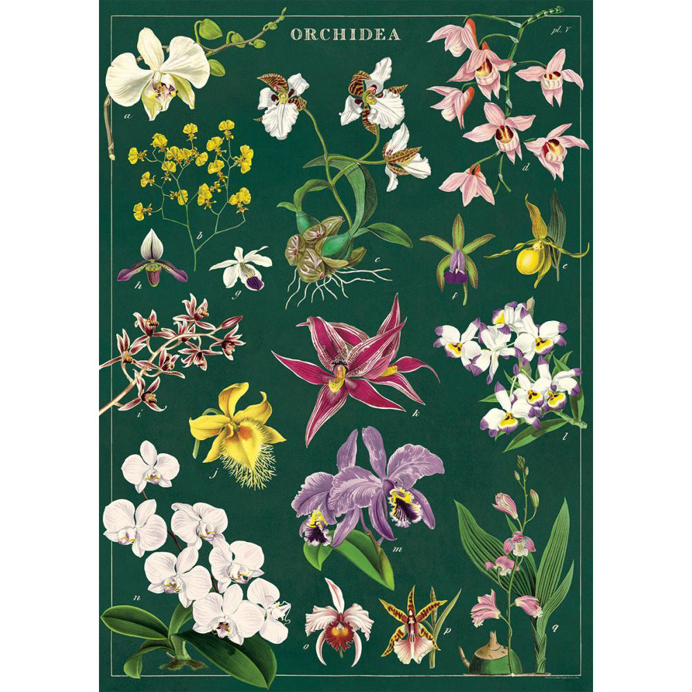 3PK Cavallini Paper Poster Prints/Gift Wrap 50x70cm - Orchid