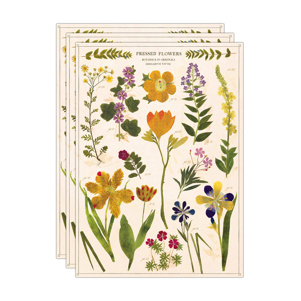 3PK Cavallini Paper Poster Prints/Gift Wrap 50x70cm - Pressed Flowers