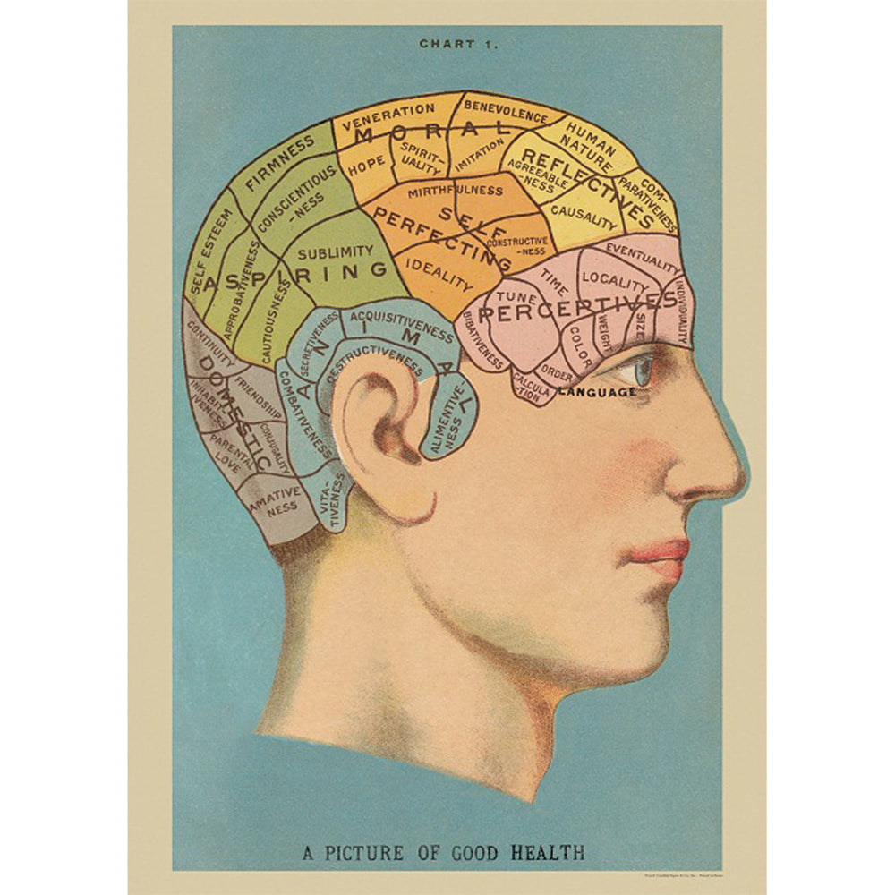 3PK Cavallini Paper Poster Prints/Gift Wrap 50x70cm - Phrenology