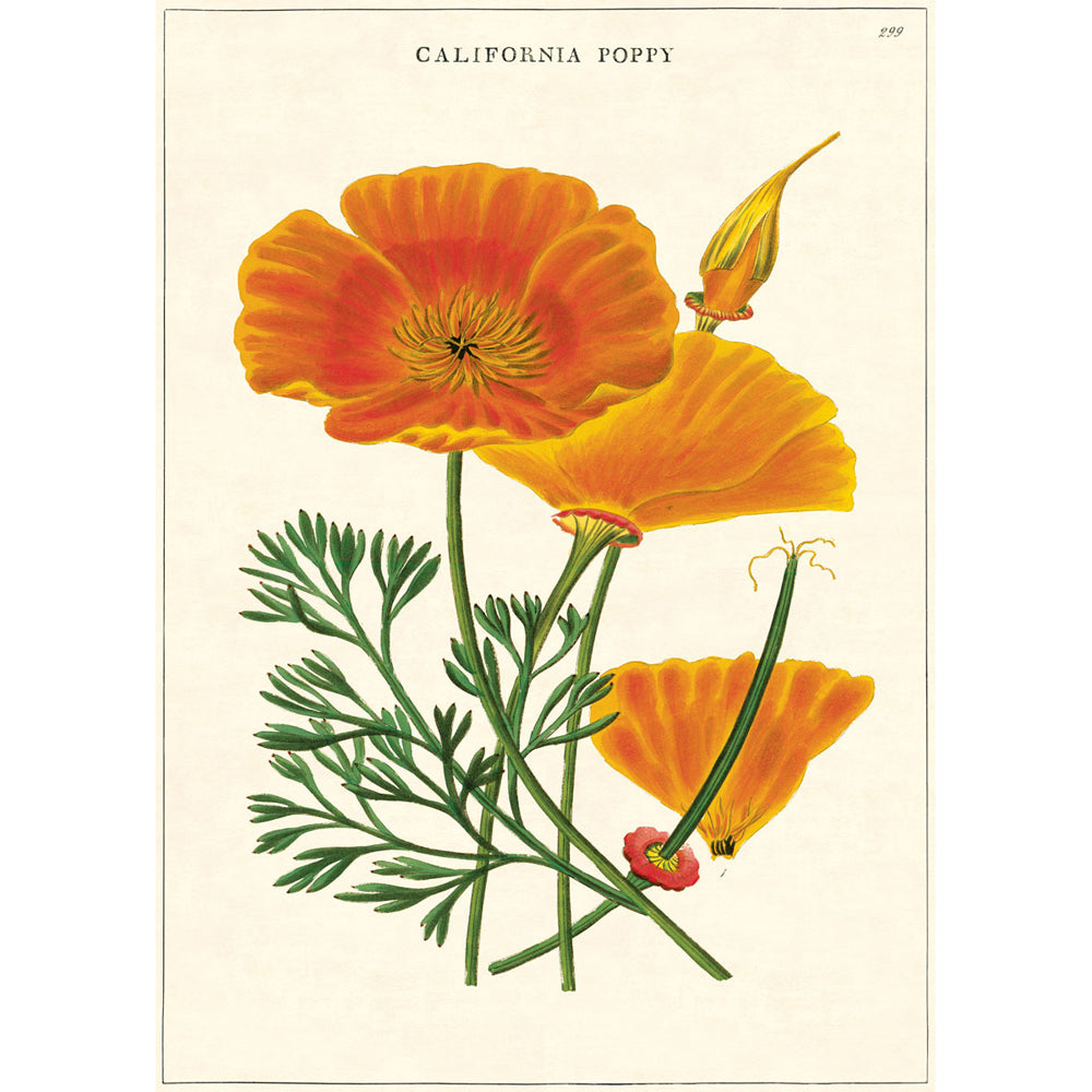 3PK Cavallini Paper Poster Prints/Gift Wrap 50x70cm - Poppy