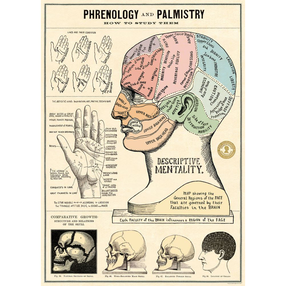 3PK Cavallini Paper Poster Prints/Gift Wrap 50x70cm - Phrenology & Palmistry