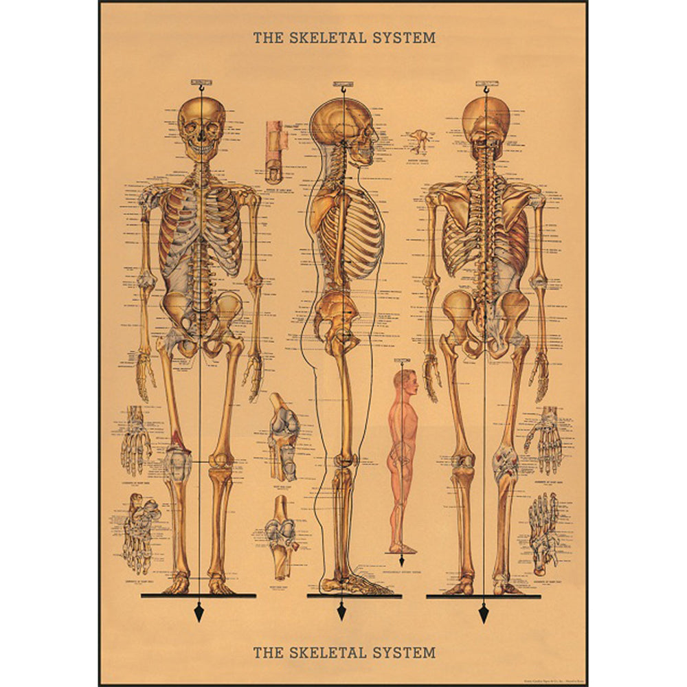 3PK Cavallini Paper Poster Prints/Gift Wrap 50x70cm - Skeleton