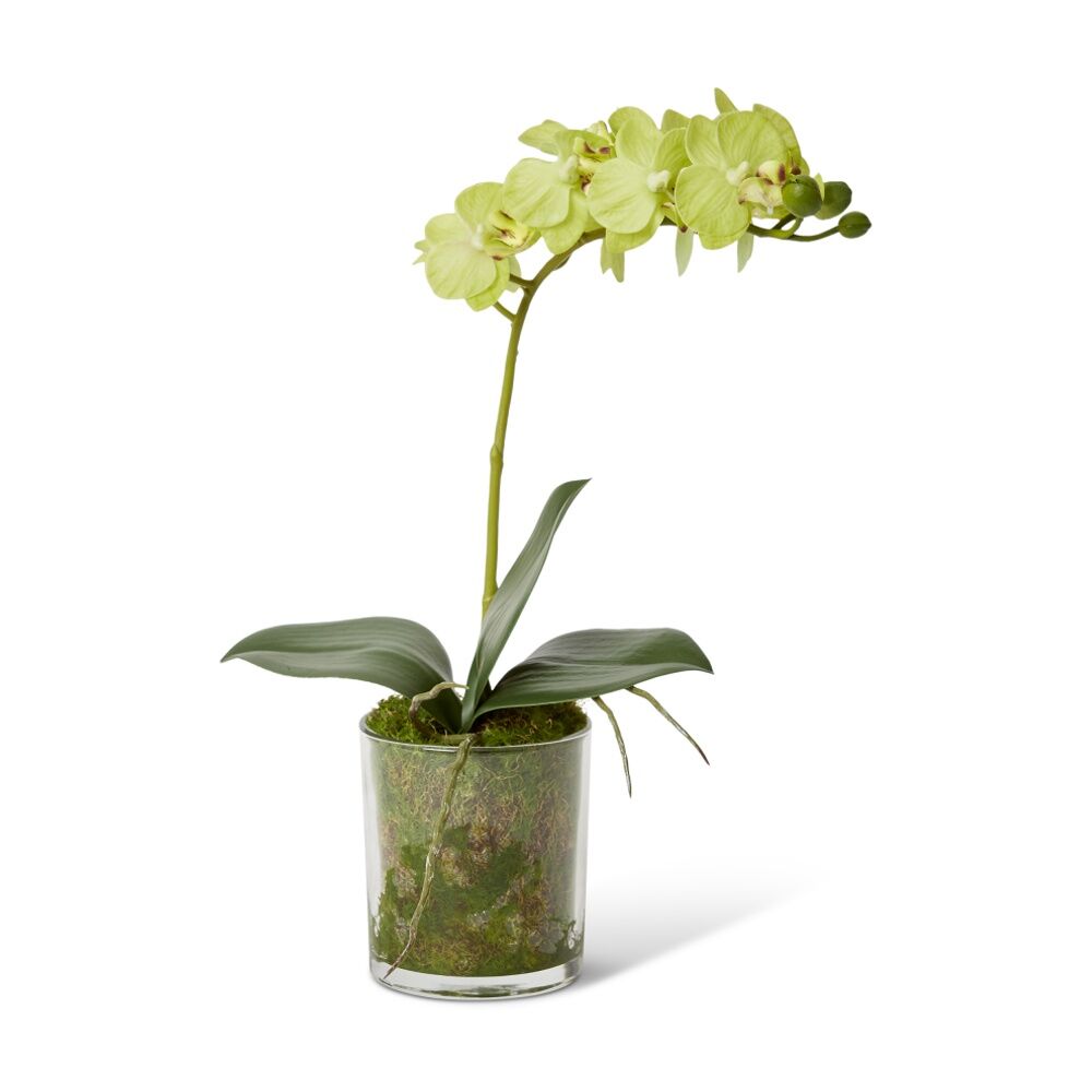 E Style Phalaenopsis Mini Green Orchid Artificial Flower Glass Vessel 17x10x30cm
