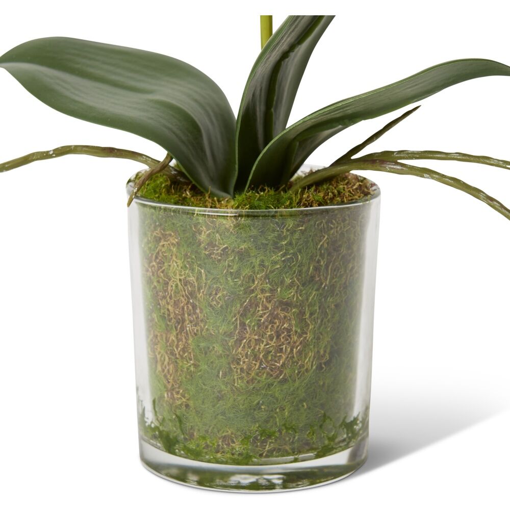 E Style Phalaenopsis Mini White Orchid Artificial Flower Glass Vessel 17x10x30cm