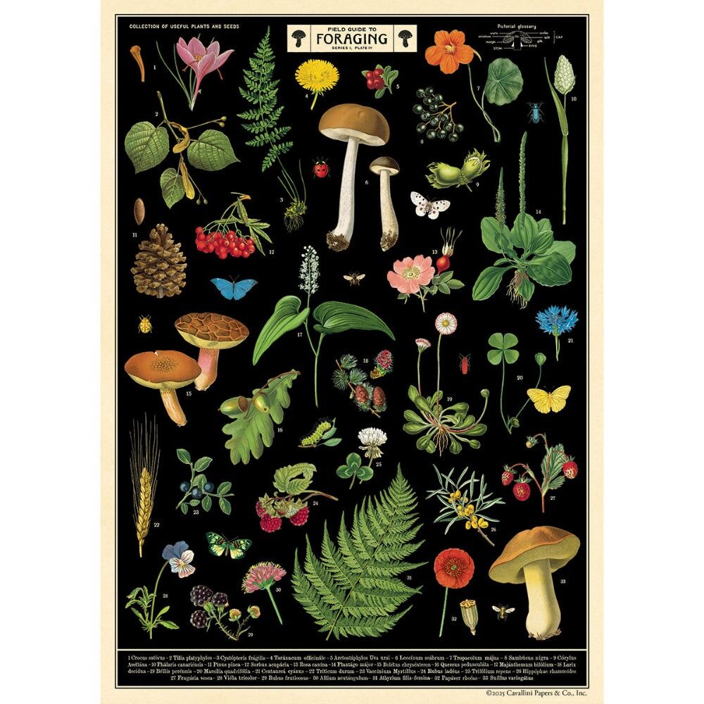 2PK Cavallini Poster Gift Wrap Paper Vintage Art Field Guide to Foraging