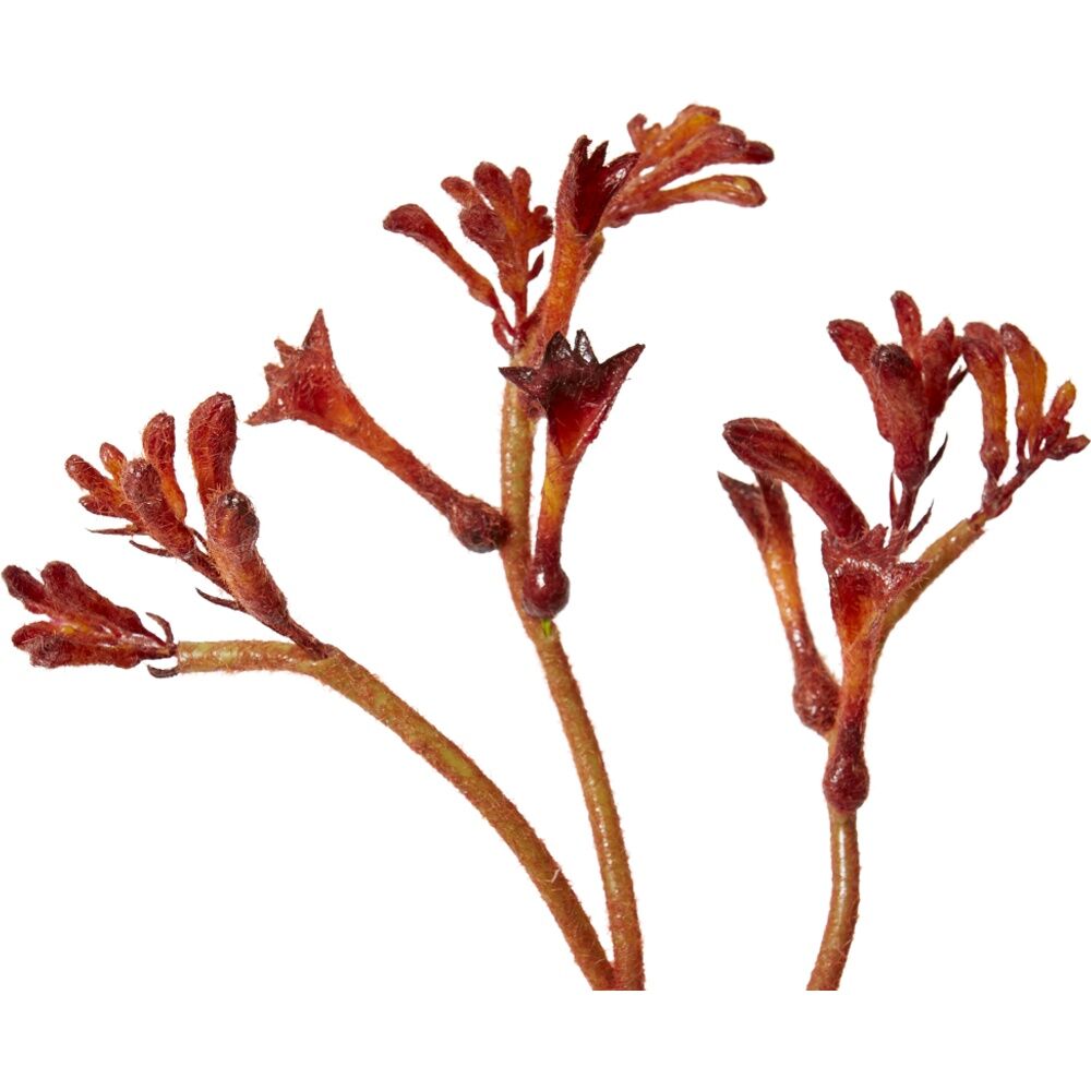 E Style Kangaroo Paw Spray Artificial Flower Stem Burgundy 26x9x78cm