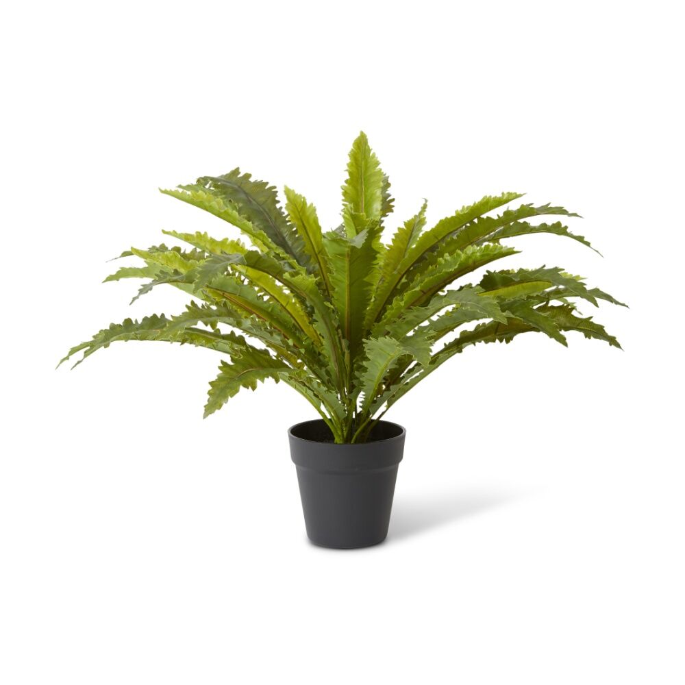 E Style Asplenium Fern Plastic Fabric Wire Cement Pot Green 60x60x60cm