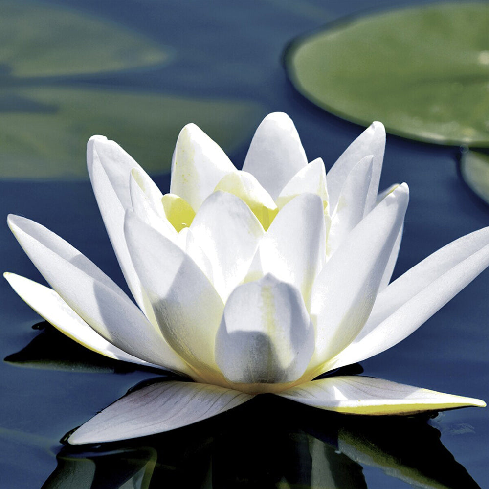 120pc Paper+Design Luncheon 3-Ply Napkin 33x33cm - Water Lily
