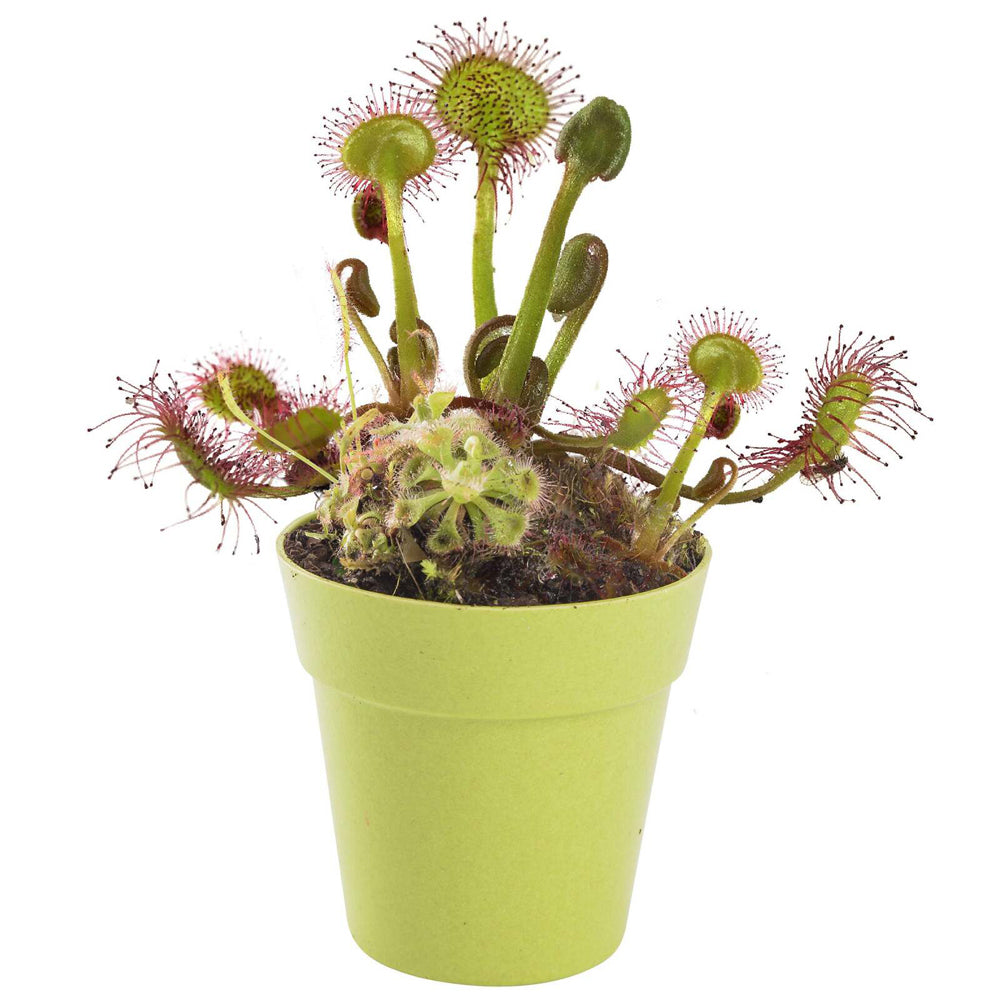 2PK Mrs Green Grow Your Own Carnivorous Plant Kids Growing Kit