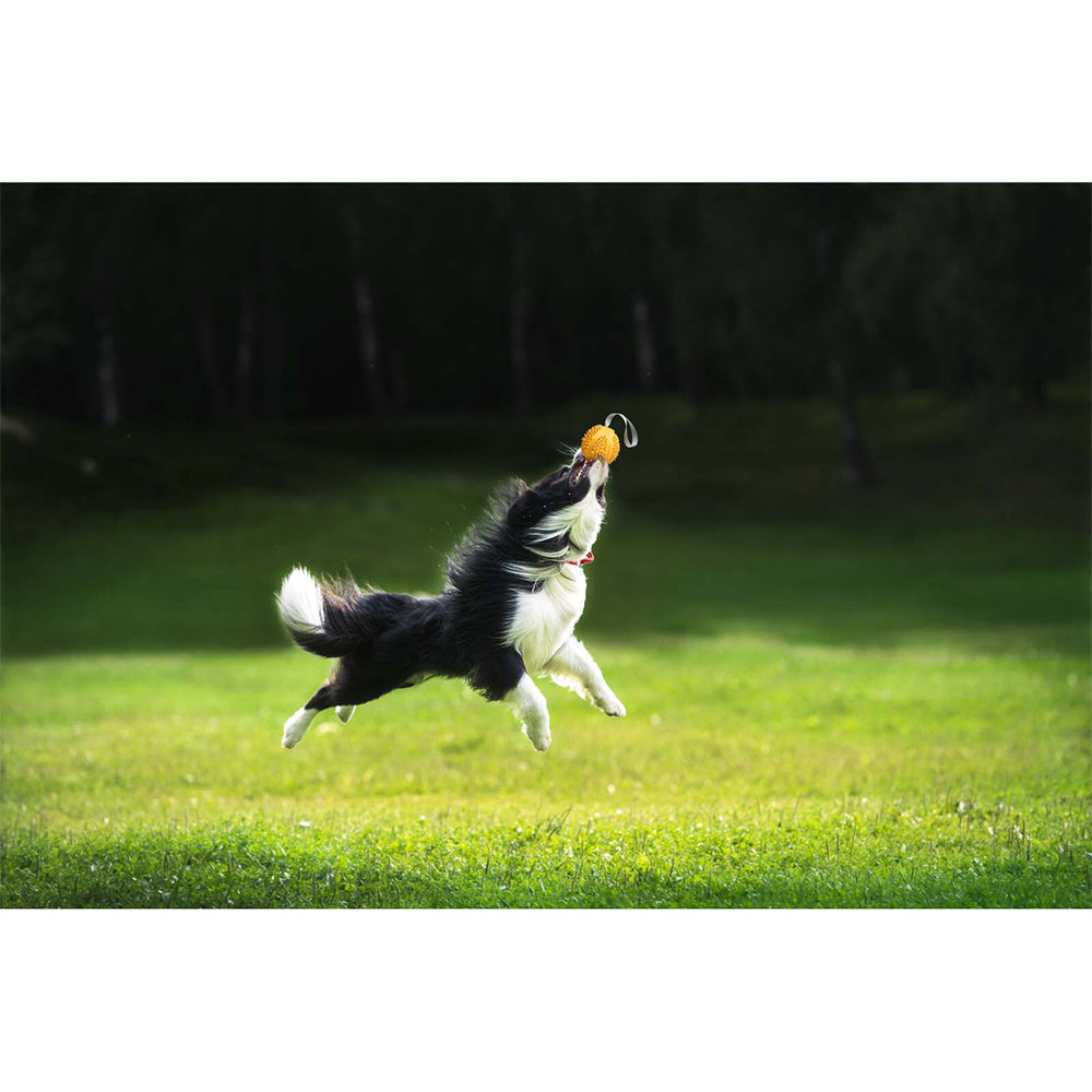 Petopia Ultra Tough 9cm Rubber Durable Durian Dog Toy Medium - Assorted