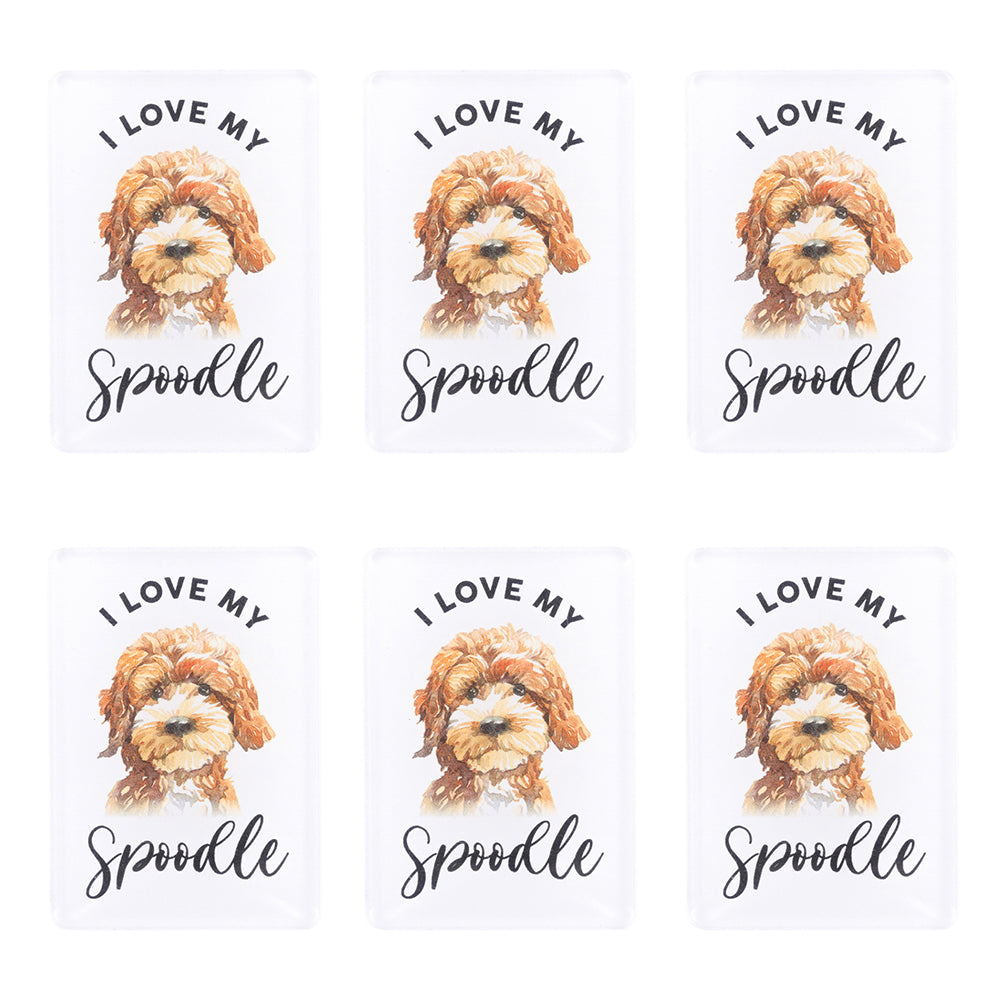 6PK Splosh Pet Lovers Spoodle 7cm Acrylic Magnet Fridge Decor - White
