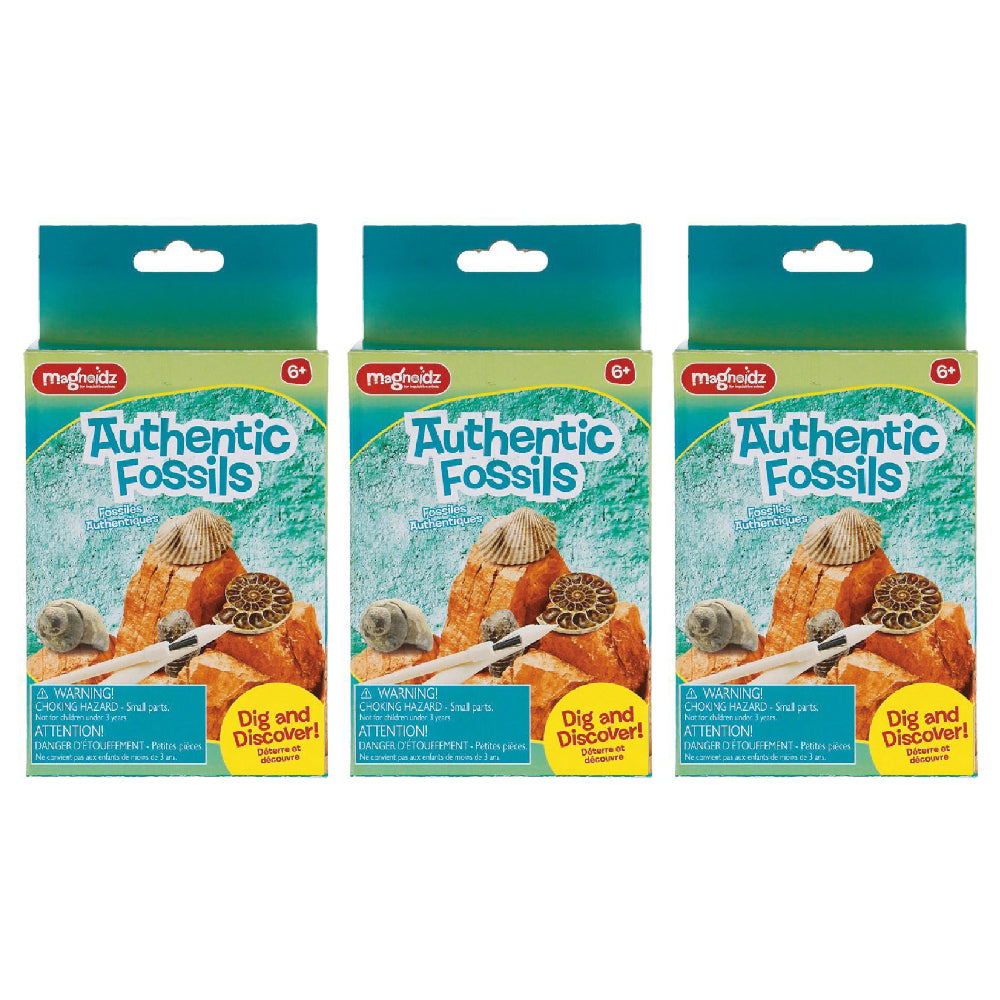 3PK Magnoidz 16cm Dig & Discover Authentic Fossil Kit Kids Toy 6y+