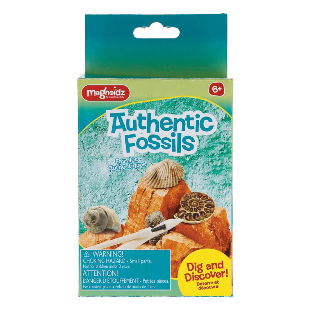 3PK Magnoidz 16cm Dig & Discover Authentic Fossil Kit Kids Toy 6y+