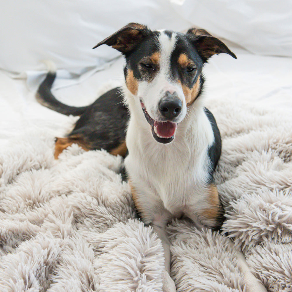 Superior Pet Plus Calming Pet Blanket Aspen Water Resistant Large 140x100cm