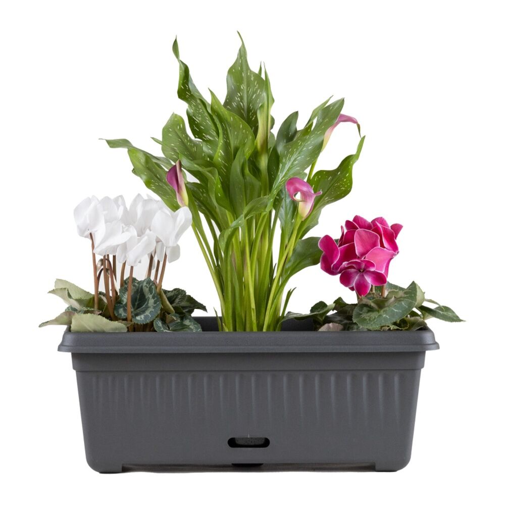 6PK Homeleisure WaterSaver Traditional Rectangle Pot Planter 48cm Charcoal