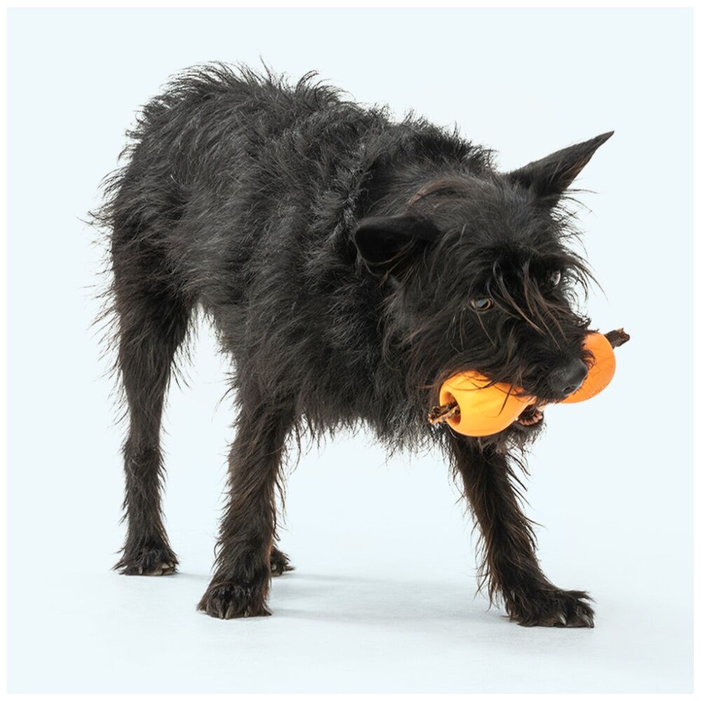 West Paw Qwizl Pet Dog Interactive Treat Dispenser Chew Toy Granny Smith