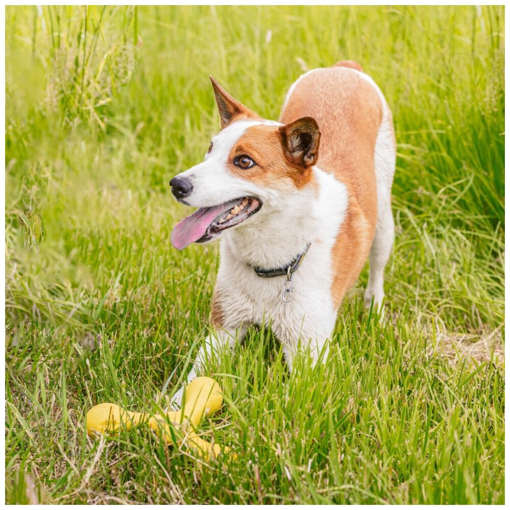 West Paw Skamp Pet Dog Fetch Throwing Soft Chew Toy Dandelion