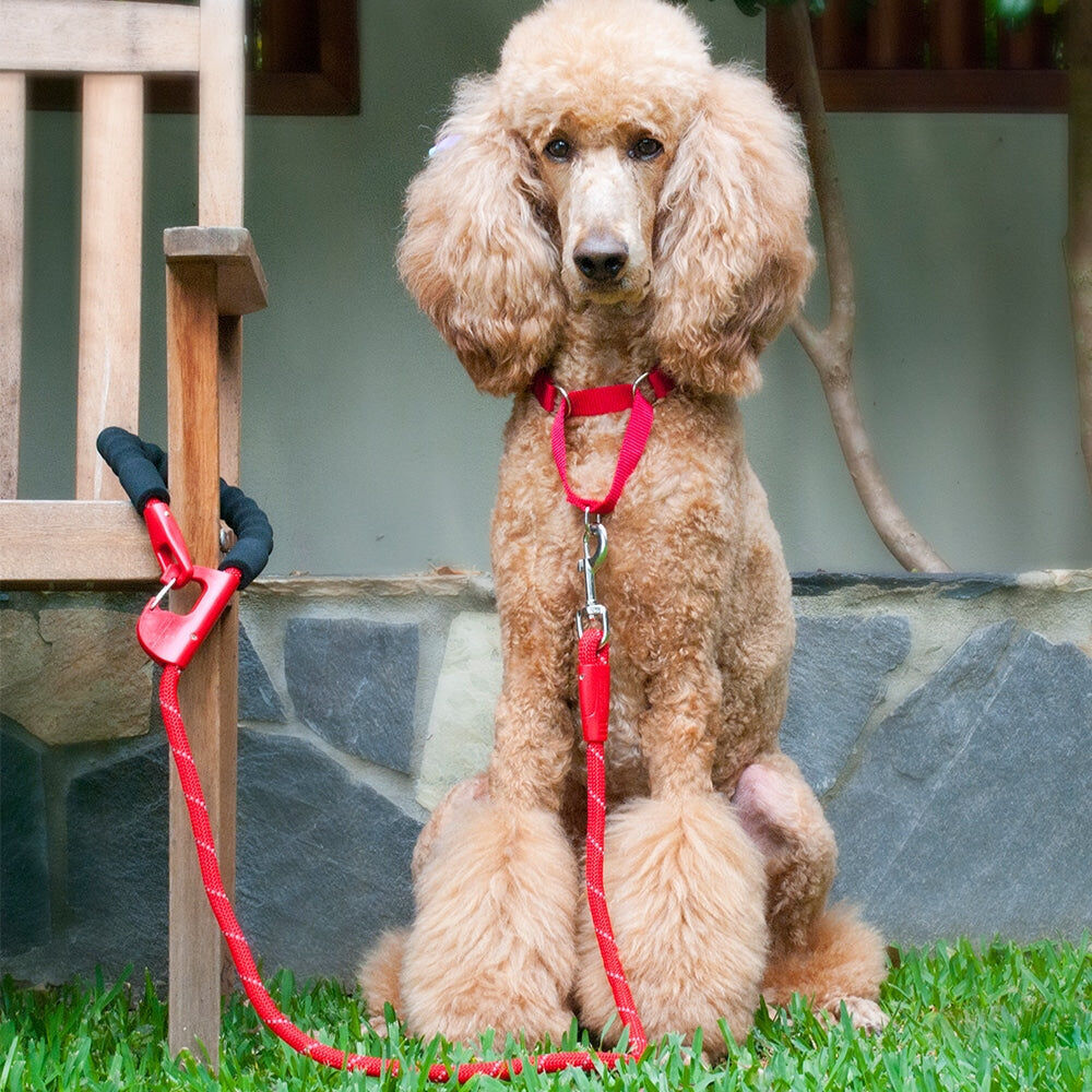 12ssa-annabel-trends-sturdy-easy-snap-stay-secure-dog-leash-aqua