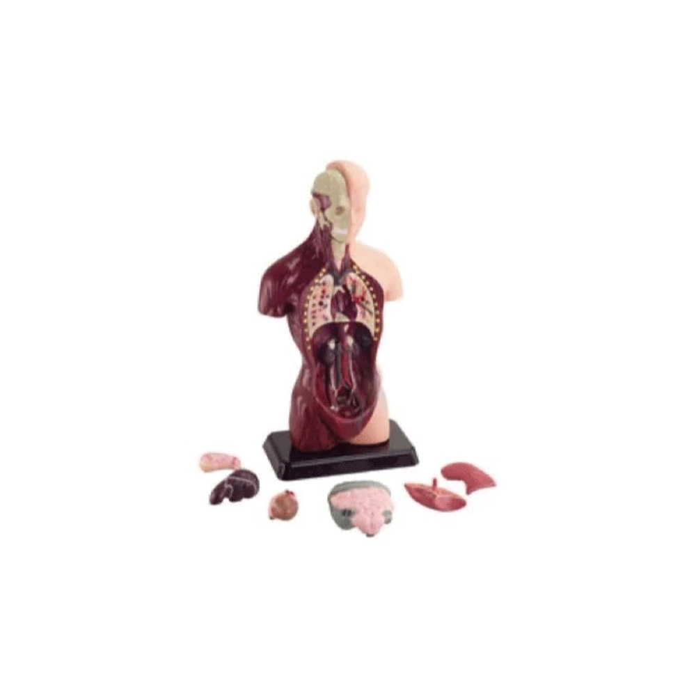 8pc Australian Geographic Human Anatomy Model 27cm 7+