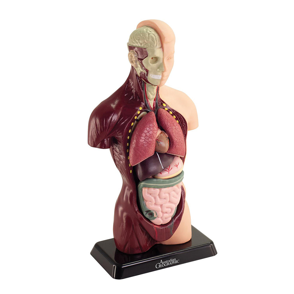 8pc Australian Geographic Human Anatomy Model 27cm 7+