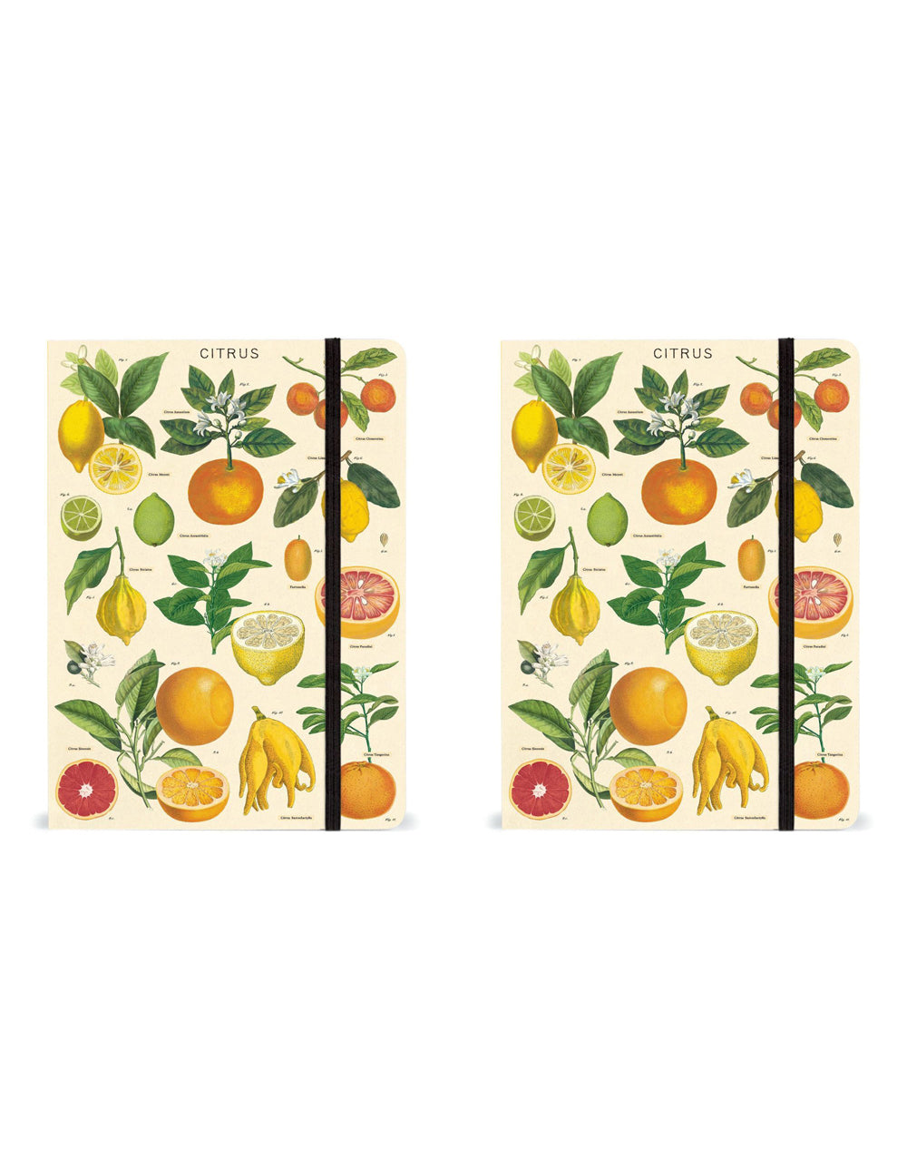 2PK Cavallini Notebook Writing Stationery Large - Citrus