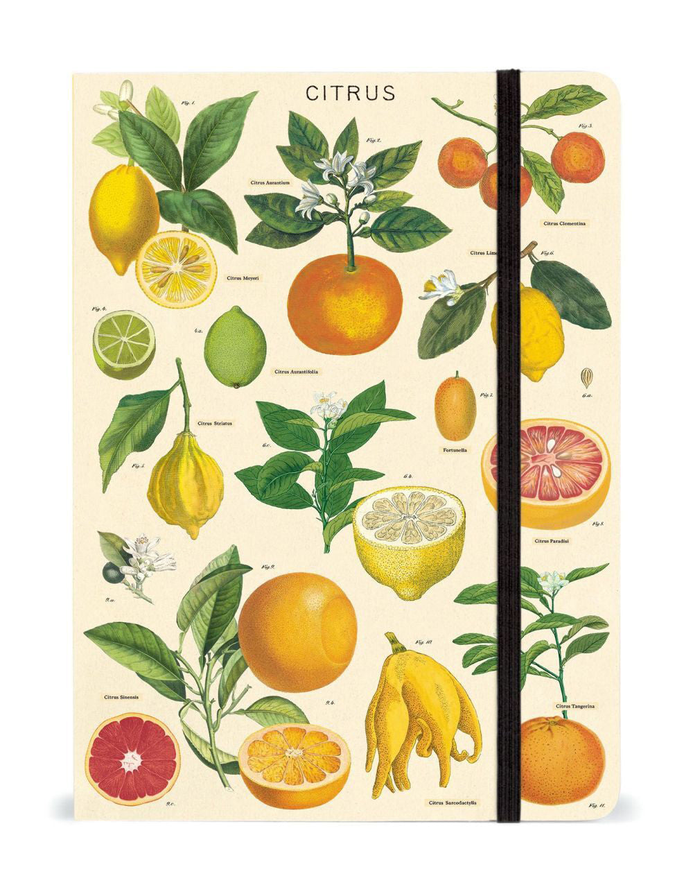 2PK Cavallini Notebook Writing Stationery Large - Citrus