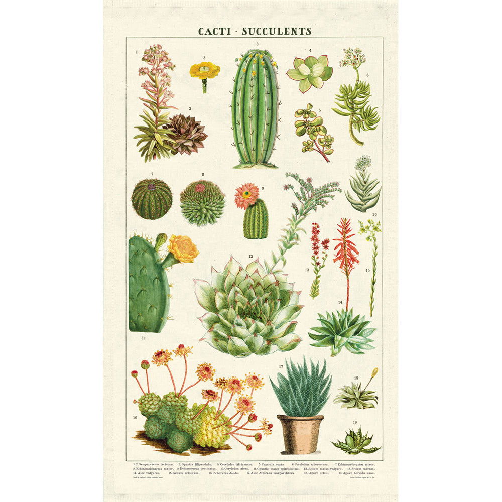 Cavallini Cotton Kitchen Tea Towel 48x80cm - Succulents