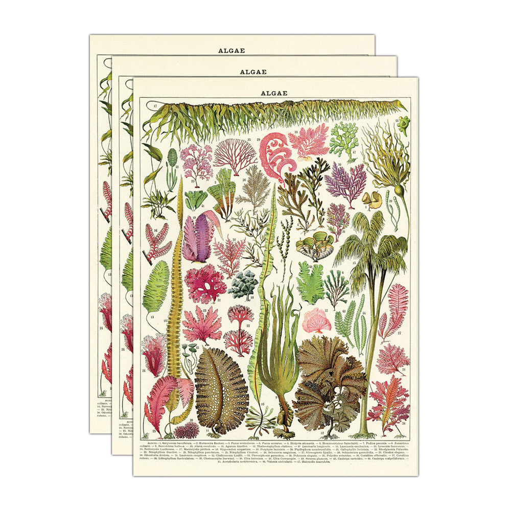 3PK Cavallini Paper Poster Prints/Gift Wrap 50x70cm - Algae
