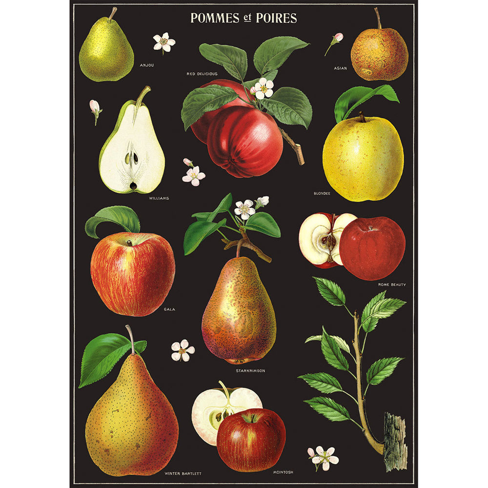 3PK Cavallini Paper Poster Prints/Gift Wrap 50x70cm - Apples & Pears