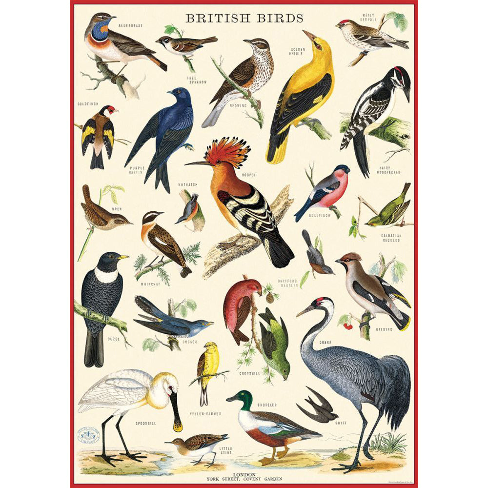 3PK Cavallini Paper Poster Prints/Gift Wrap 50x70cm - British Birds