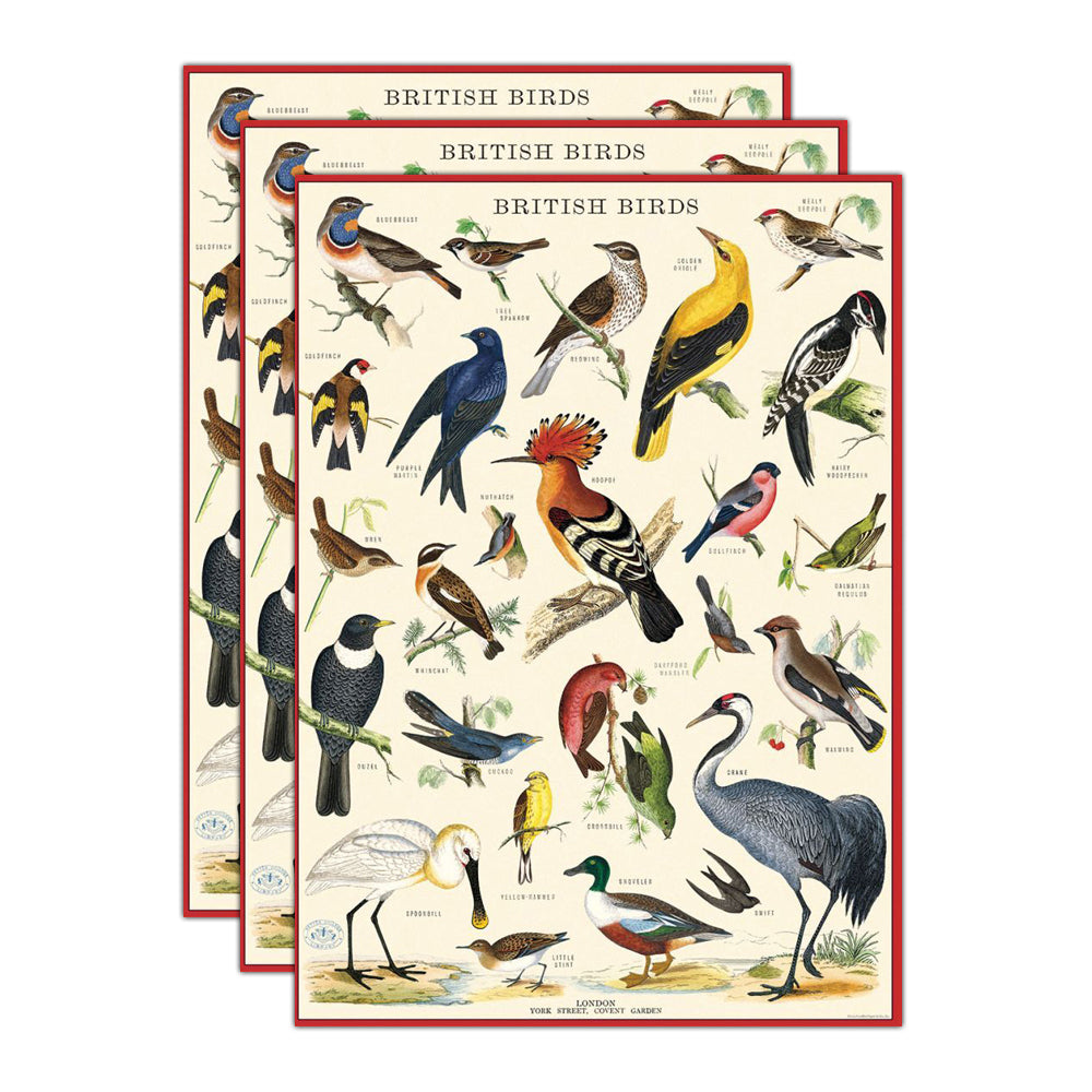 3PK Cavallini Paper Poster Prints/Gift Wrap 50x70cm - British Birds