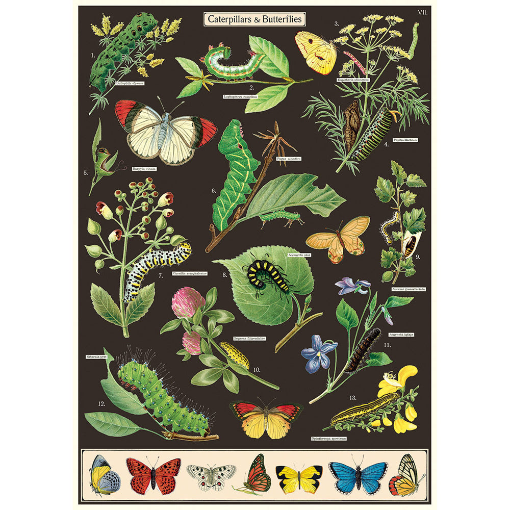 3PK Cavallini Paper Poster Prints/Gift Wrap 50x70cm - Caterpillars