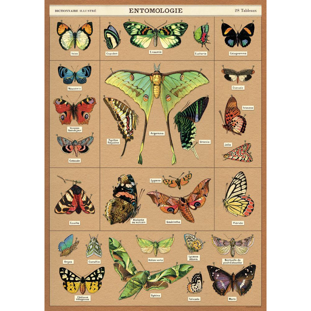 3PK Cavallini Paper Poster Prints/Gift Wrap 50x70cm - Entomologie