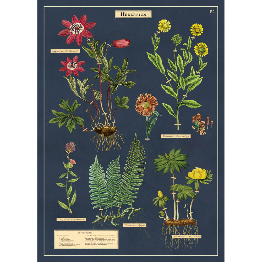 3PK Cavallini Paper Poster Prints/Gift Wrap 50x70cm - Herbarium