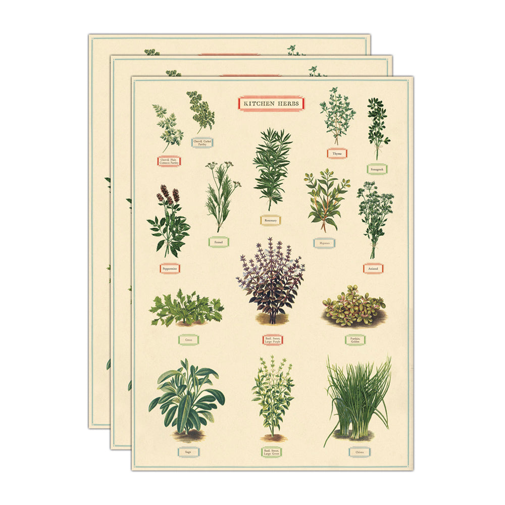 3PK Cavallini Paper Poster Prints/Gift Wrap 50x70cm - Kitchen Herbs