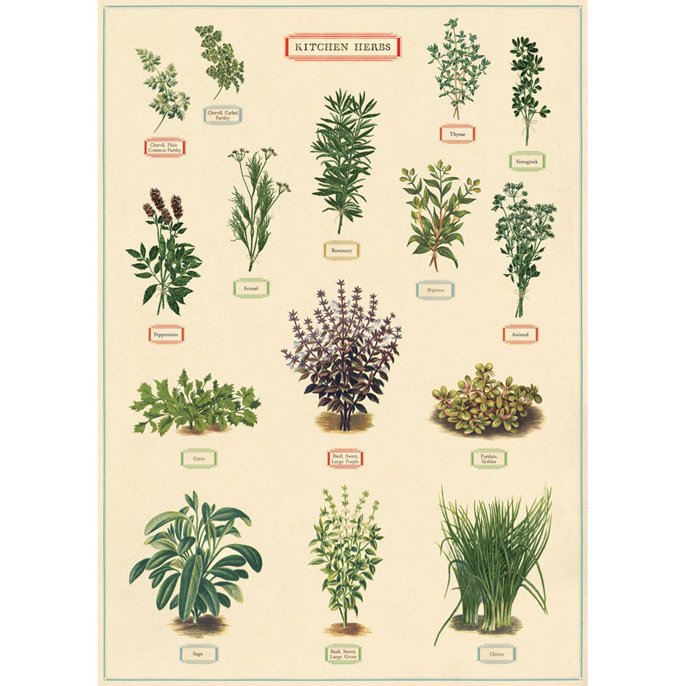 6PK Cavallini Paper Poster Prints/Gift Wrap 50x70cm - Kitchen Herbs