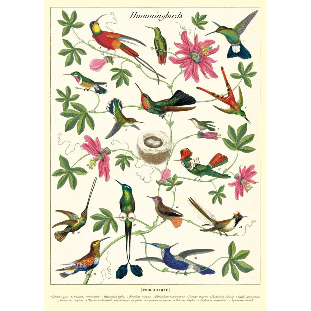 3PK Cavallini Paper Poster Prints/Gift Wrap 50x70cm - Hummingbirds