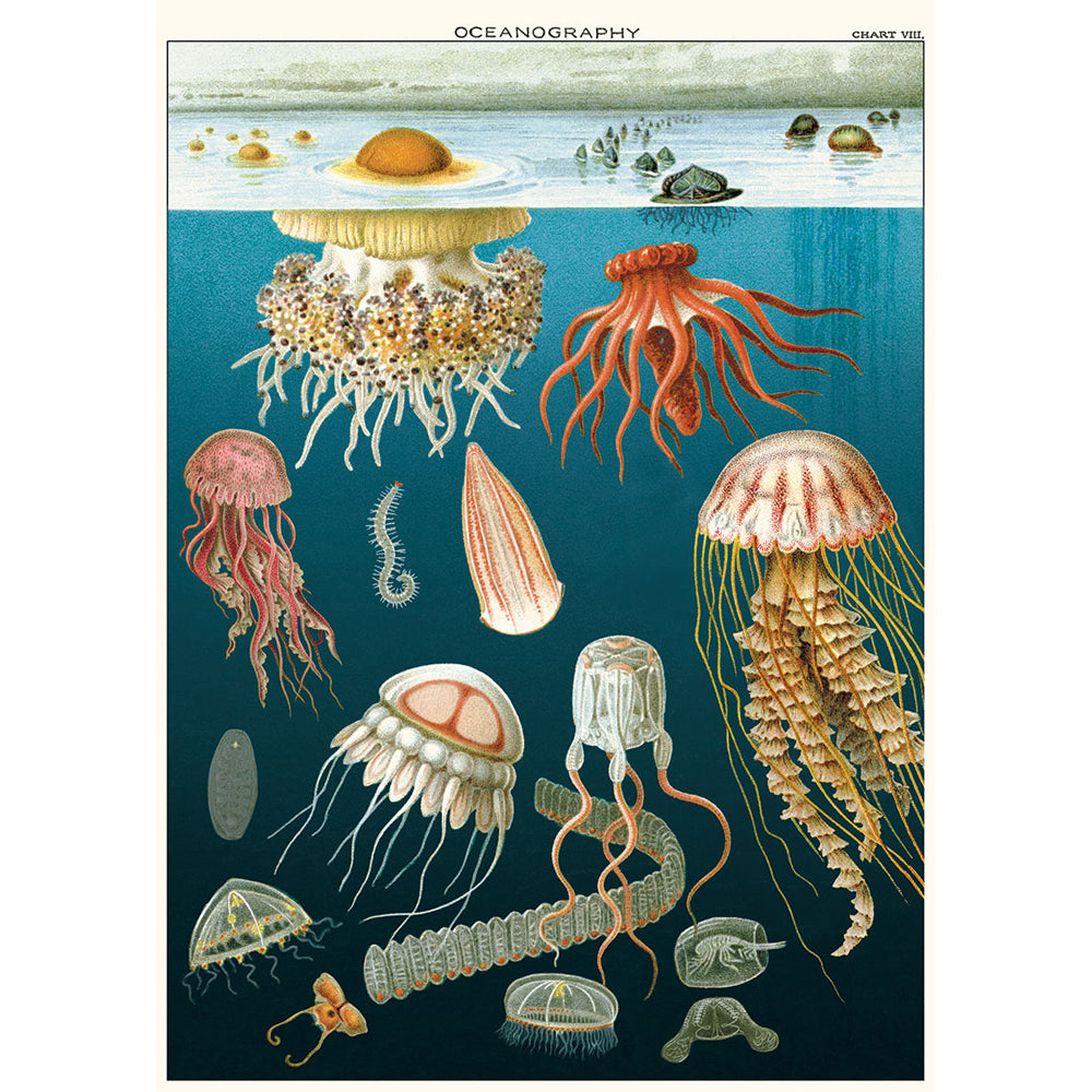 6PK Cavallini Paper Poster Prints/Gift Wrap 50x70cm - Jellyfish