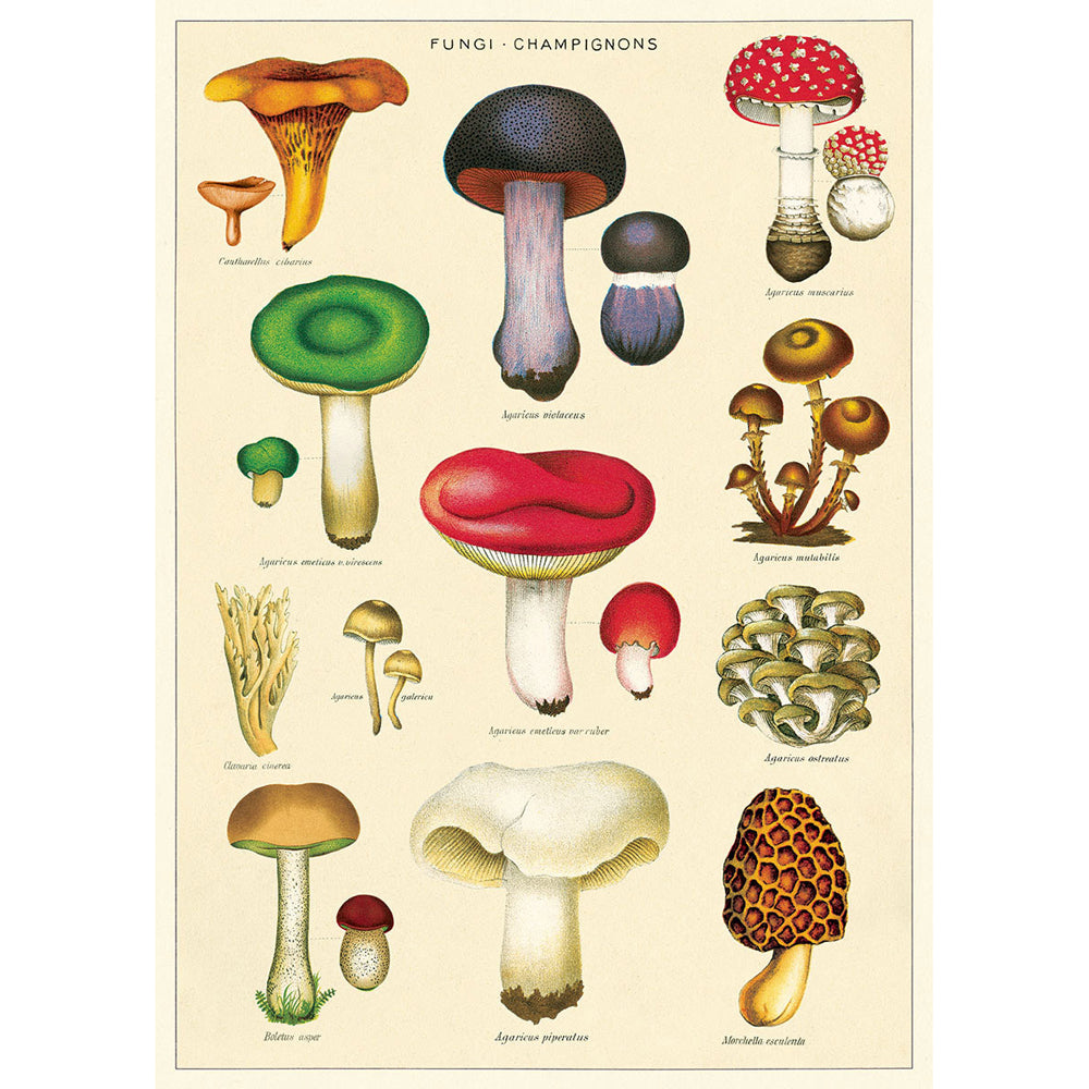 3PK Cavallini Paper Poster Prints/Gift Wrap 50x70cm - Mushrooms 2