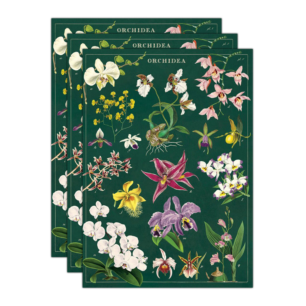 3PK Cavallini Paper Poster Prints/Gift Wrap 50x70cm - Orchid