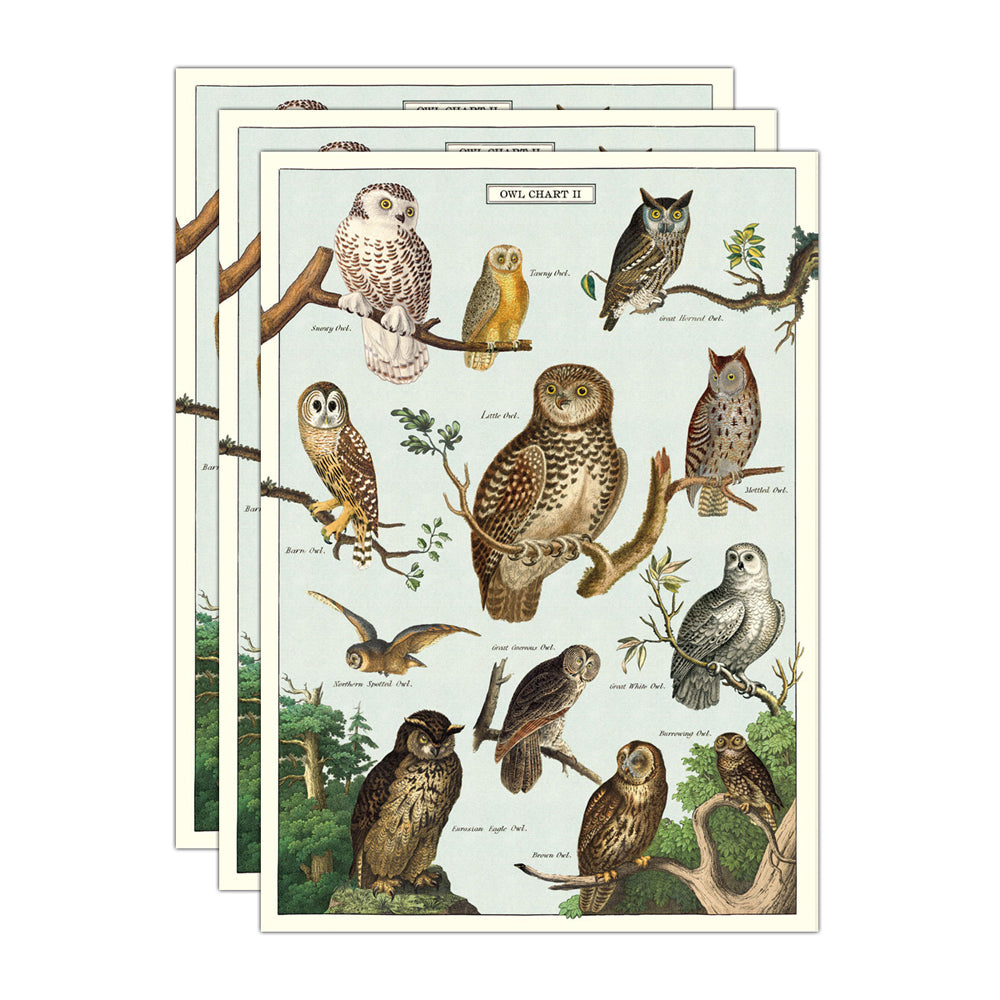 3PK Cavallini Paper Poster Prints/Gift Wrap 50x70cm - Owl Chart